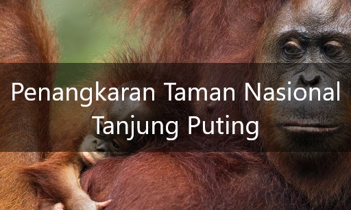 Taman Nasional Tanjung Puting, Penangkaran Orangutan Kalimantan Di Hutan Liar