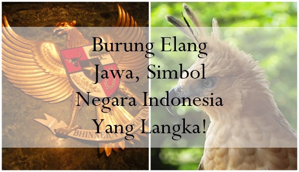 Burung Elang Jawa, Simbol Negara Indonesia Yang Langka!