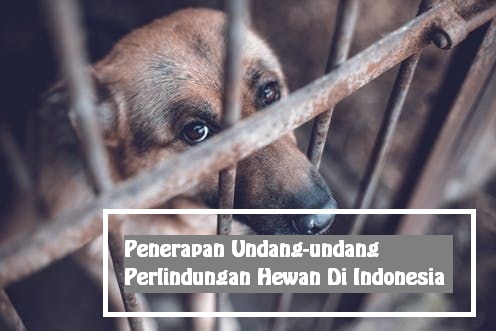 Penerapan Undang-undang Perlindungan Hewan Di Indonesia