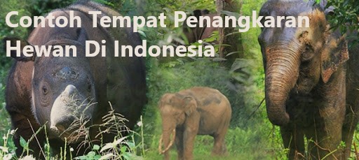 Contoh Tempat Penangkaran Hewan Di Indonesia