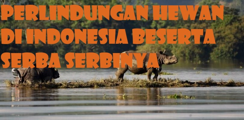 Perlindungan Hewan di Indonesia Beserta Serba Serbinya