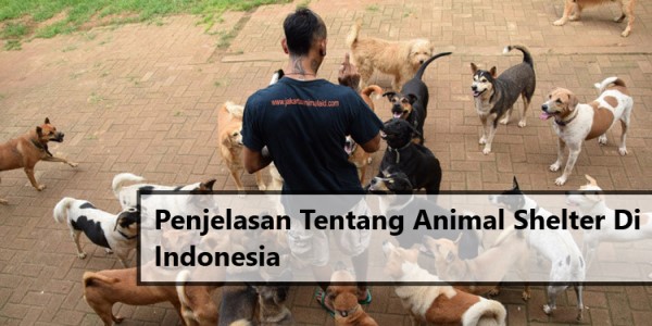 Penjelasan Tentang Animal Shelter Di Indonesia